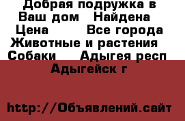 Добрая подружка,в Ваш дом!!!Найдена › Цена ­ 10 - Все города Животные и растения » Собаки   . Адыгея респ.,Адыгейск г.